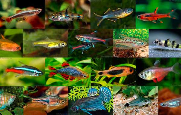 Nano Fische - 21 Arten für Nanoaquarien im Porträt