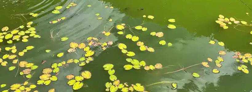 grüne keine schwebende algen auf und unter der teich wasseroberfläche