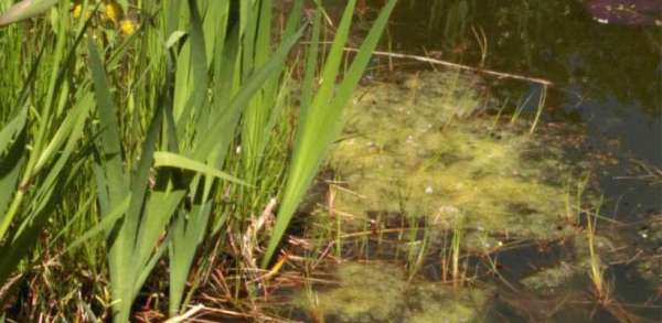 Fadenalgen im Teich bekämpfen mit Pond Repair